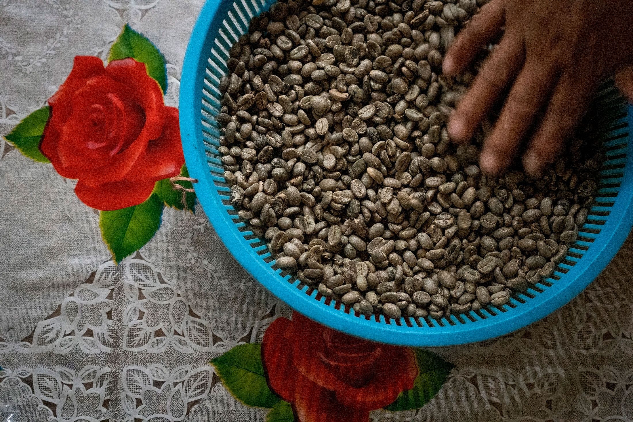 A hand reaches into a blue plstic bowl of peeled coffee beans.