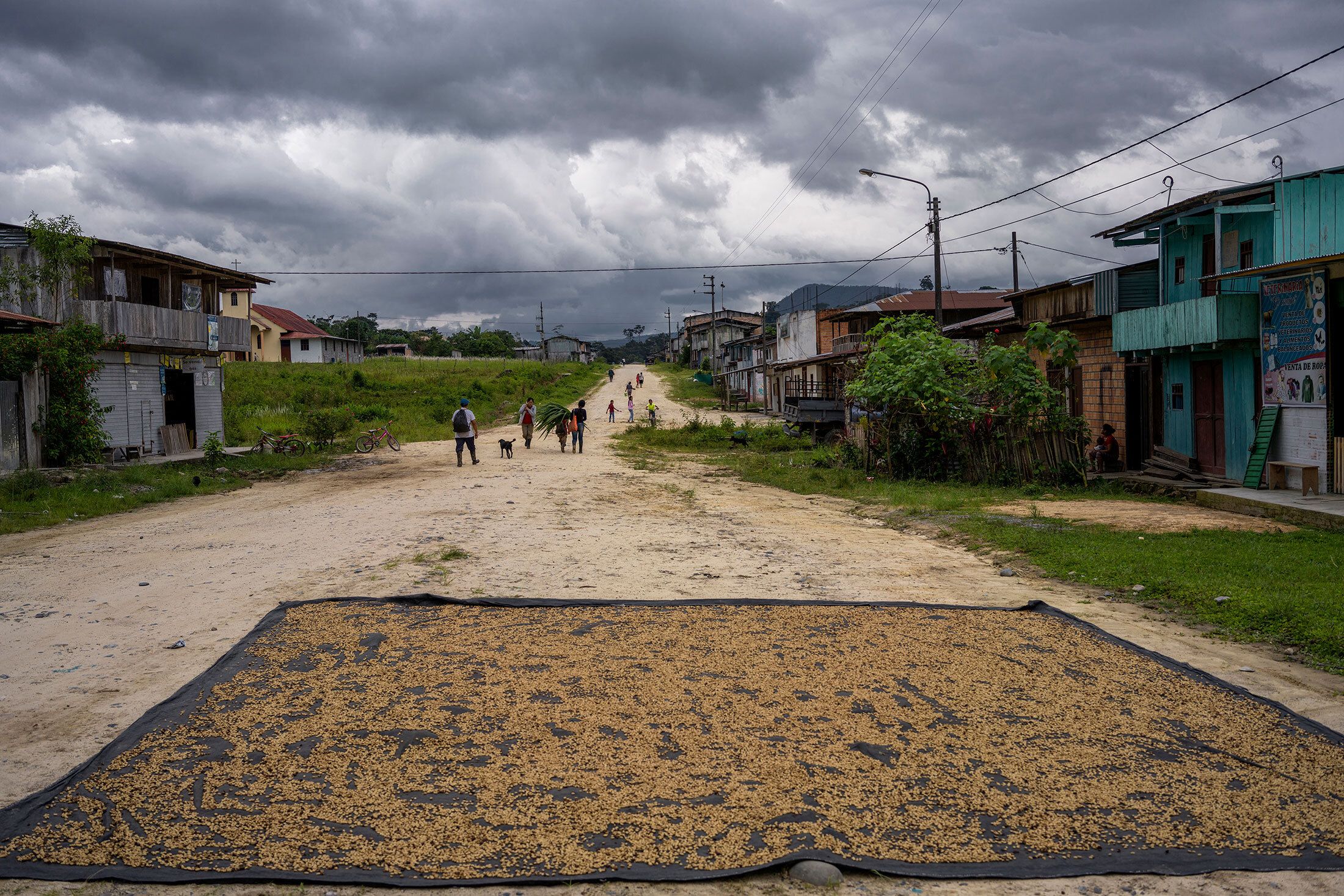 Beans dry on a black tarp that lies on a dirt road; a few wooden houses on either side.