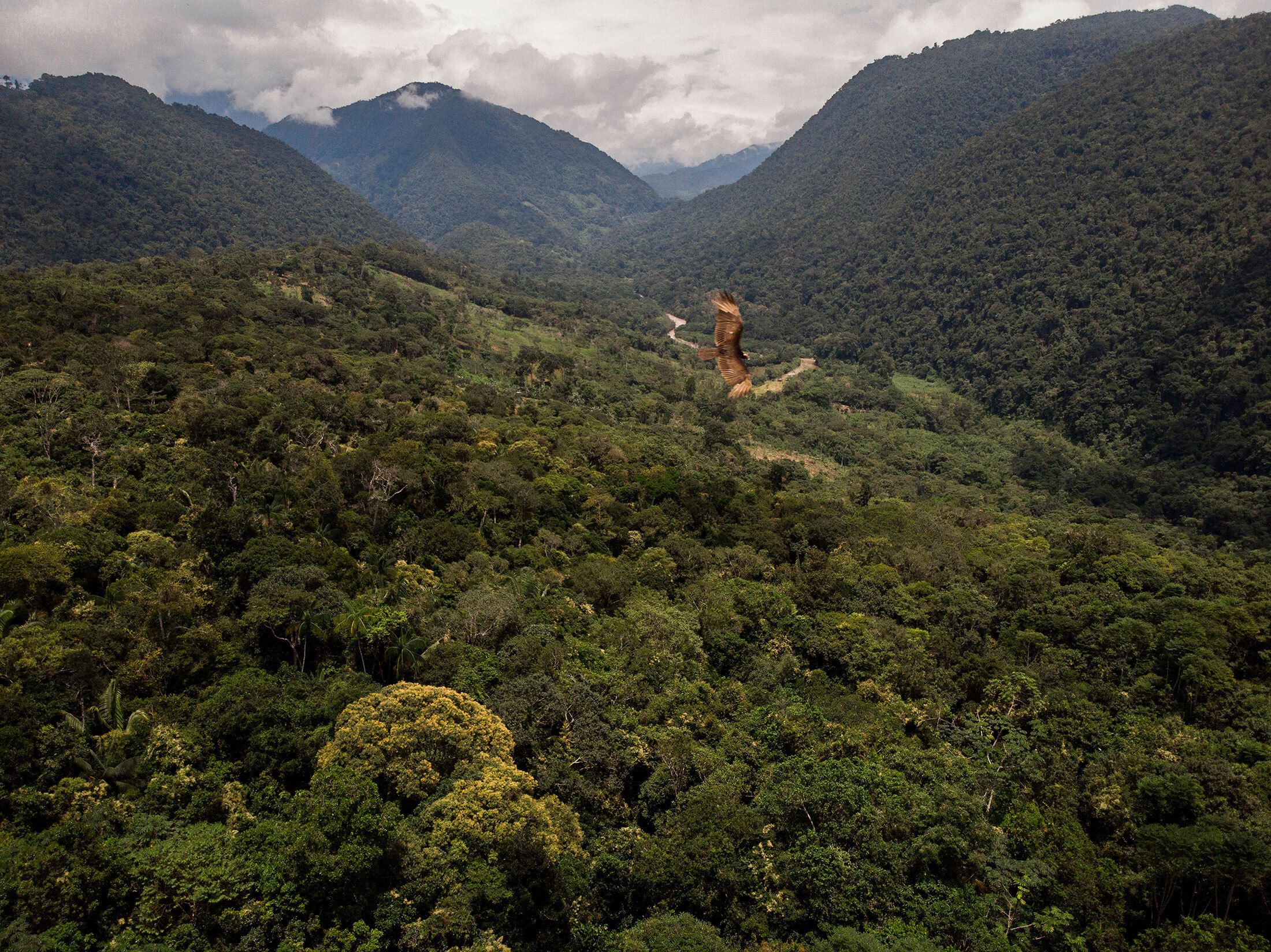 Bird soars over a lush valley in Alto Mayo
