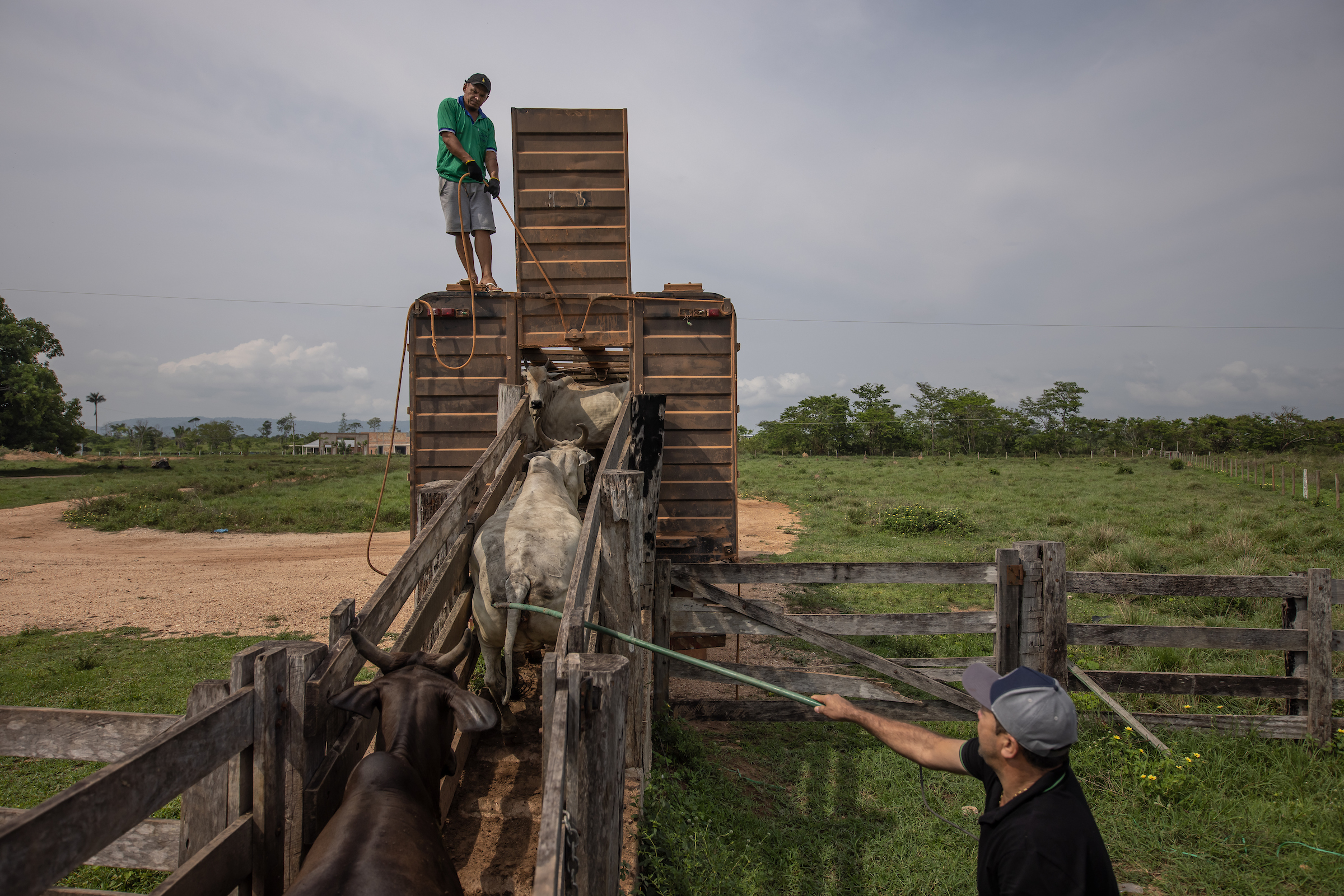 Cattle are guided up a narrow wooden ramp into a small truck.