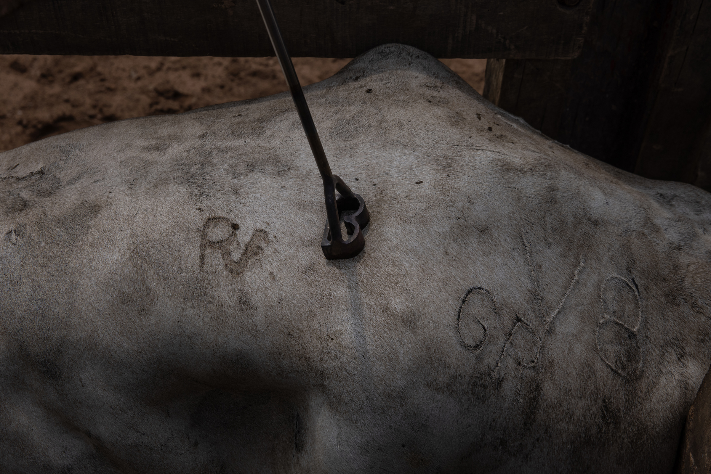 A B-shaped brand touches a cattle's hide, which is already marked with the scars of other brands.