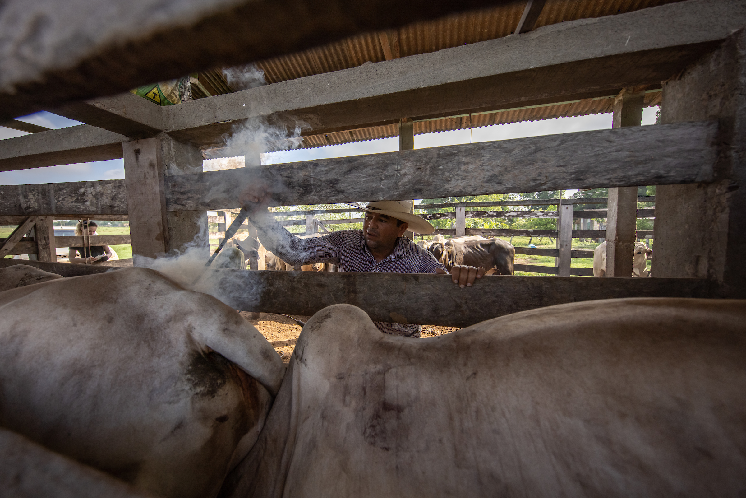A man in a cowboy hat brands a cattle in between the slats of a fence. Where the brand touches the skin isn't within view but smoke rises from the cattle's hide.