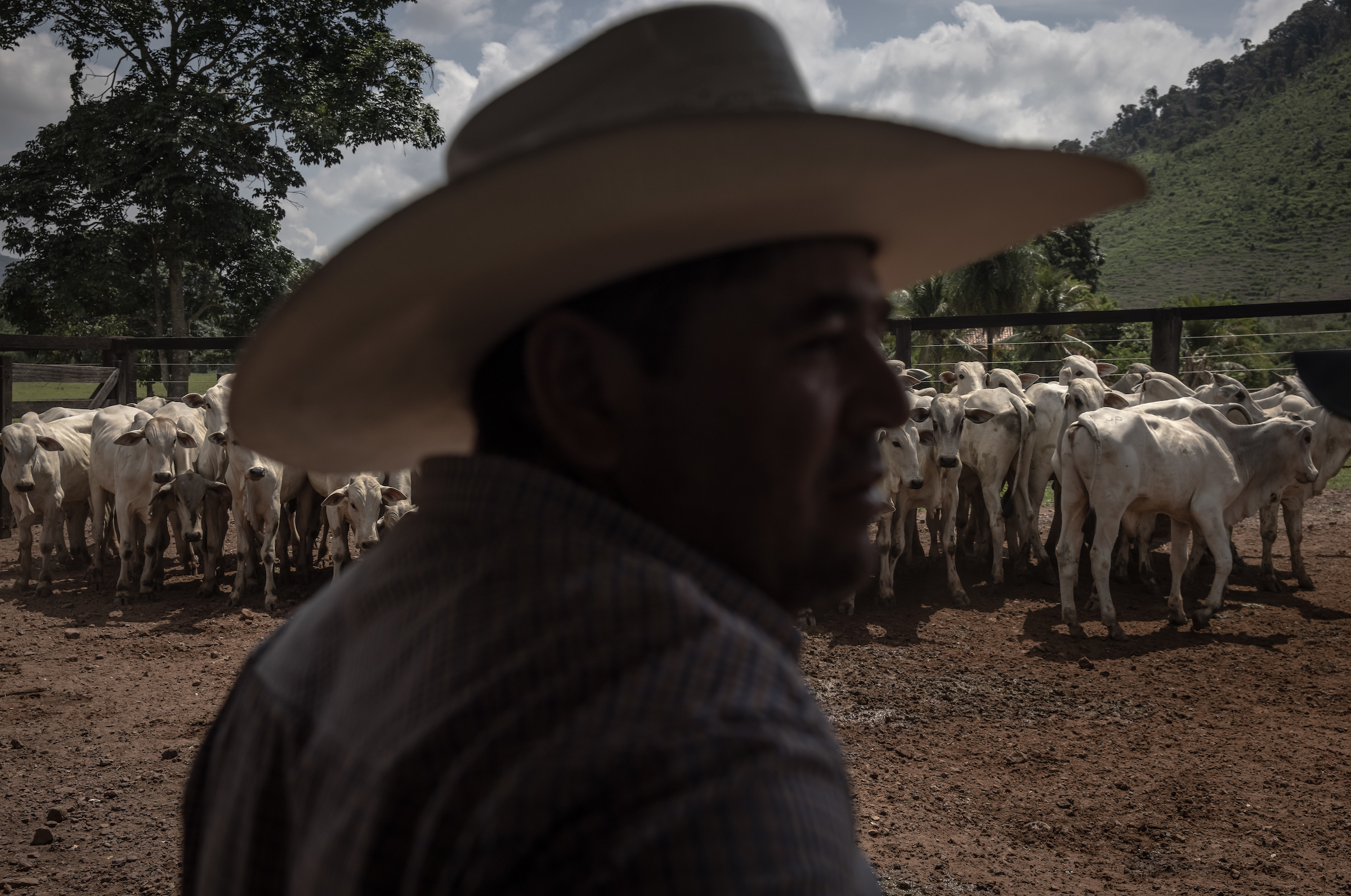 A man in a white cowboy hat fills the center of the frame, out of focus. Behind him, a few dozen white cattle—some with ribcages showing—stand together in a holding pen in the bright, midday sun.