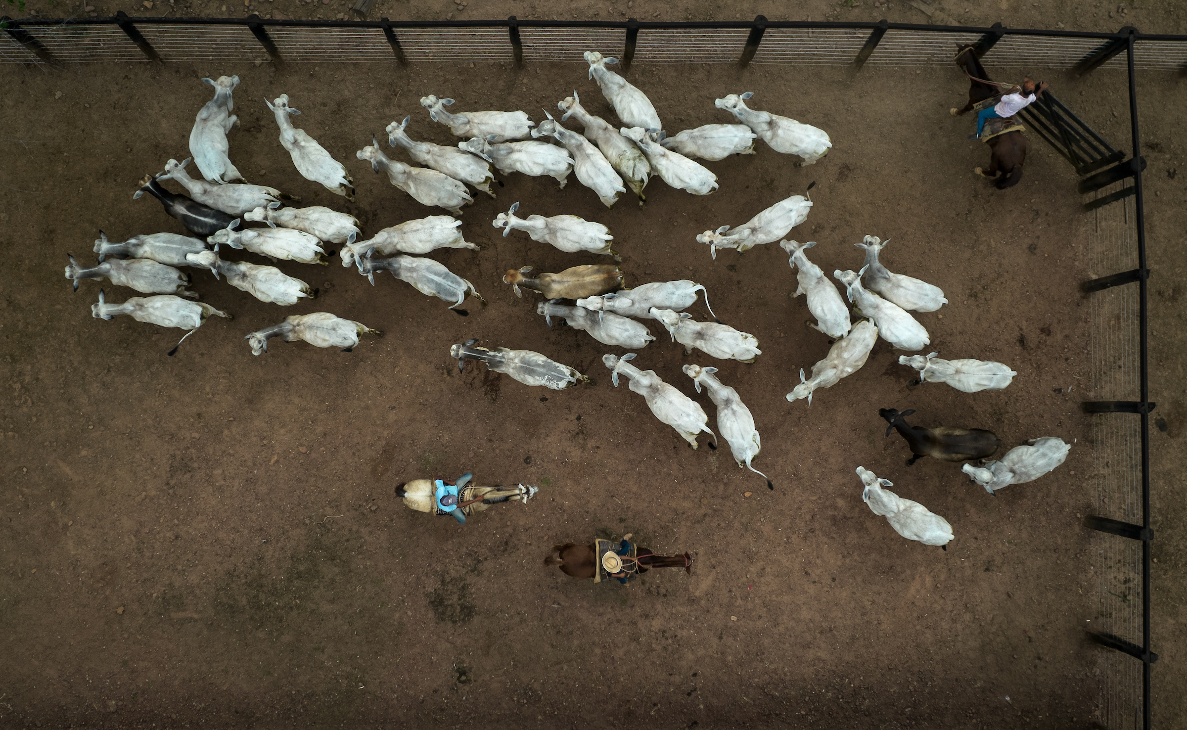 Aerial view of a few dozen cattle in a pen, being herded by three men on horses.