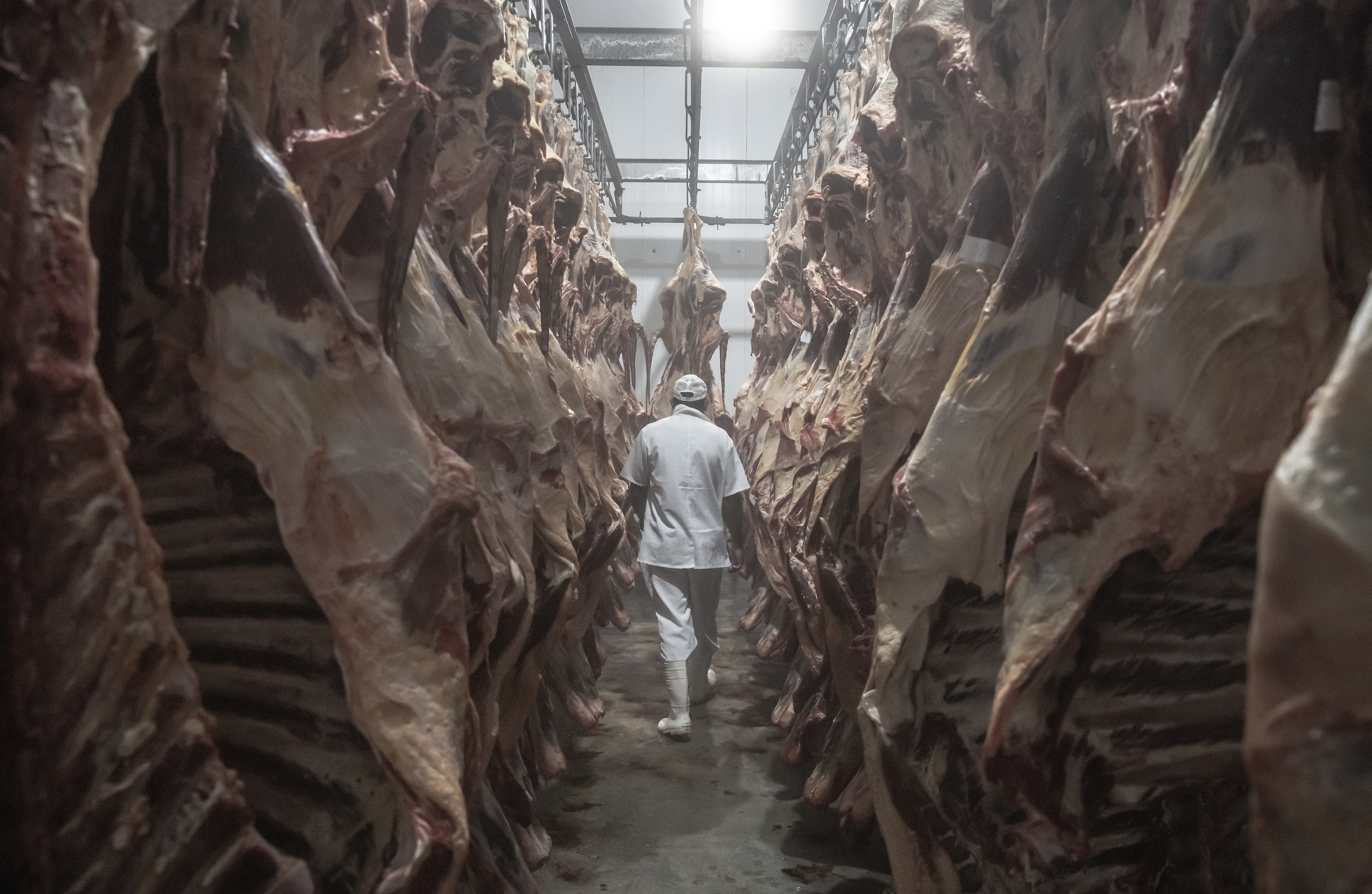 A man in white clothing and white boots walks away from the camera, in between two rows of whole beef carcasses hanging from metal hooks.