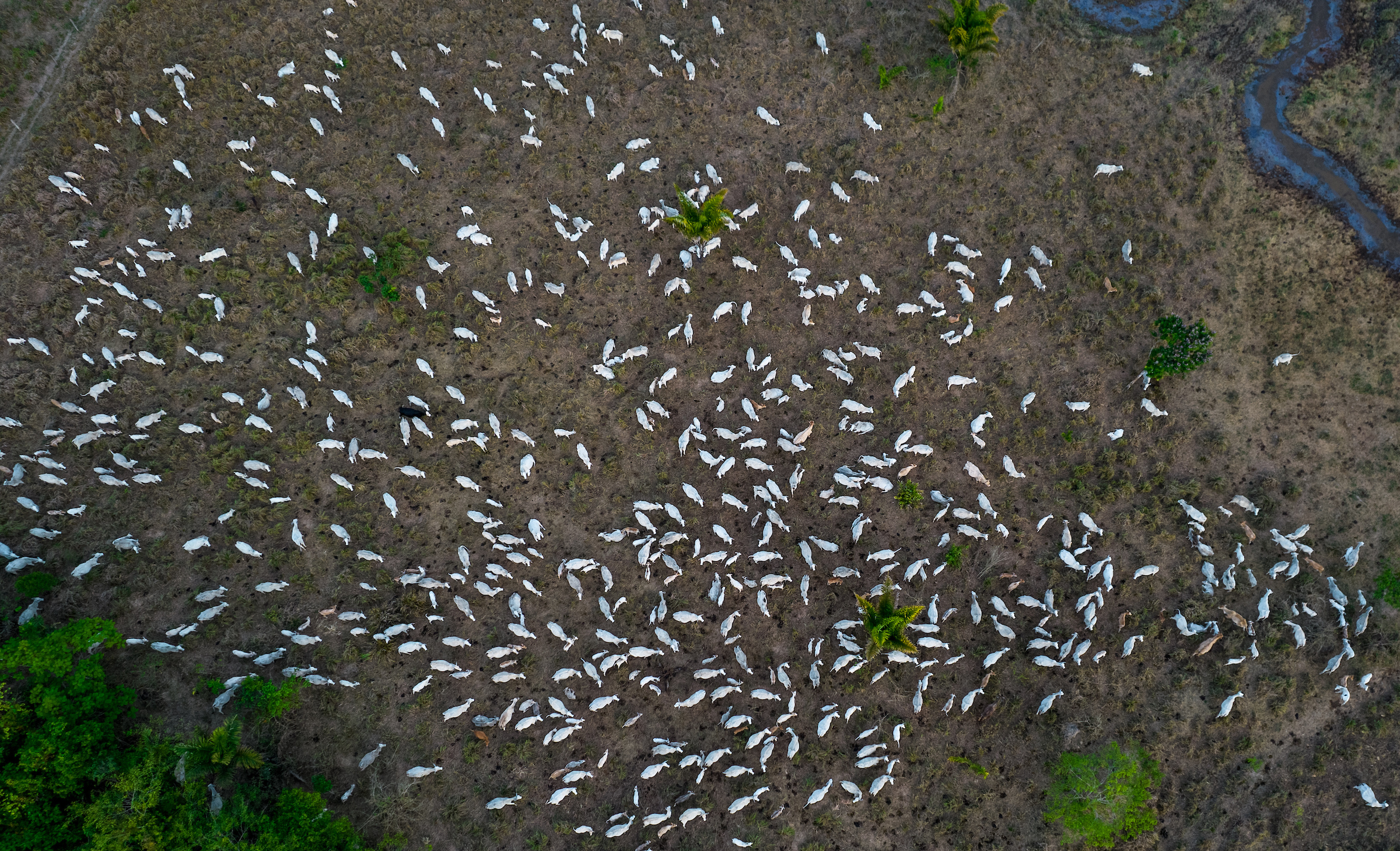 A top-down aerial view of cattle sparsely distributed in a dry field.