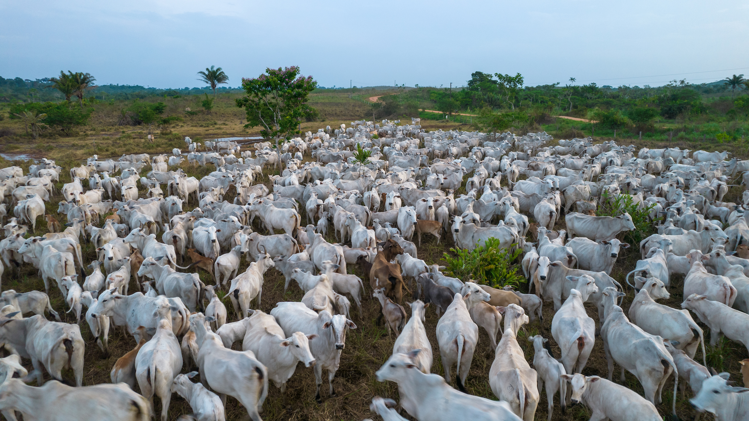 A group of cattle and calves huddle in a group in a muddy field, with palm trees and a dirt road in the distance.