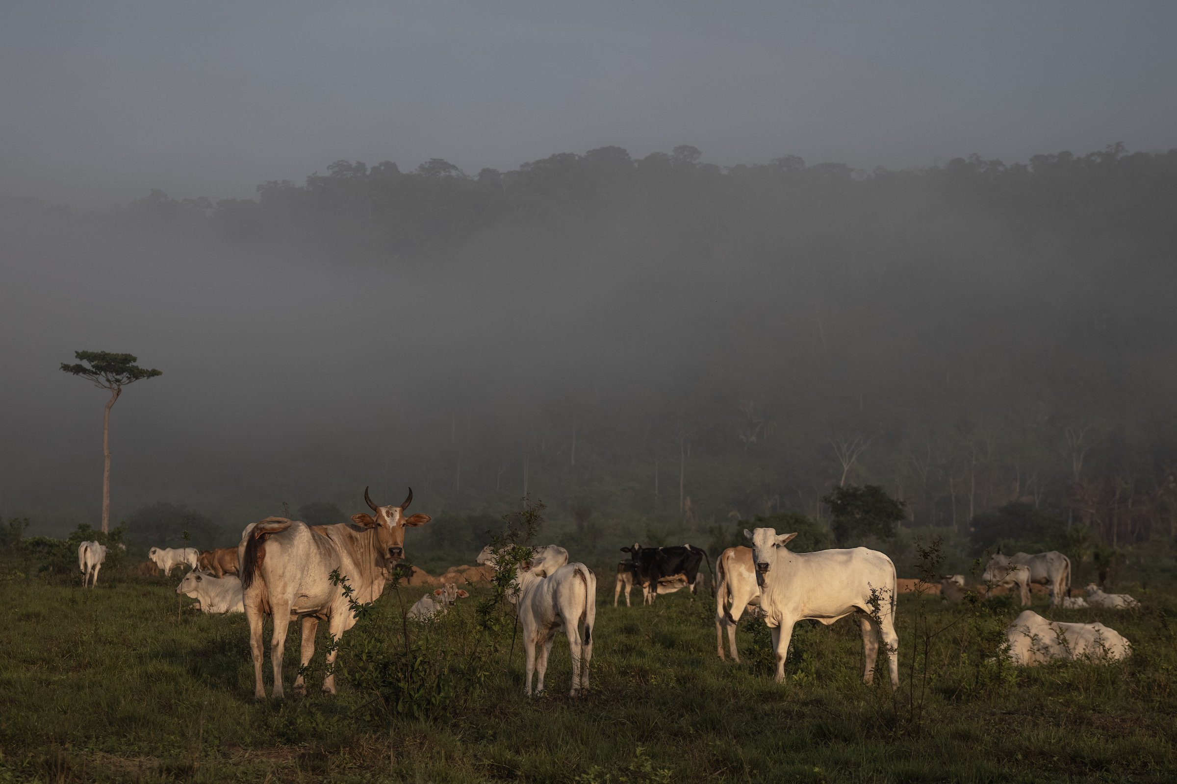 A handful of cattle, some sitting, stand in a foggy field at sunset.