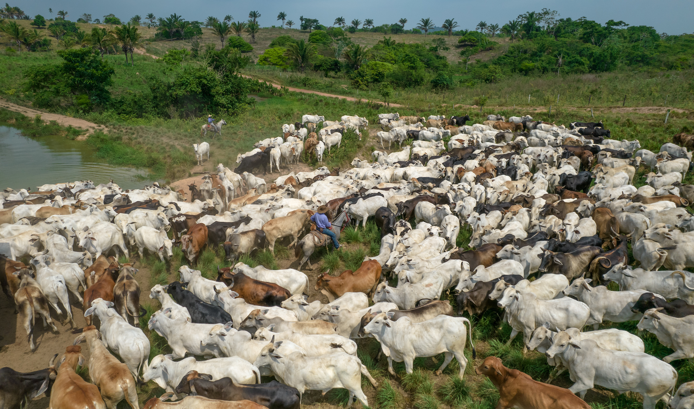A cowboy on horseback moves through the middle of a dense herd of cattle near a drinking pond.