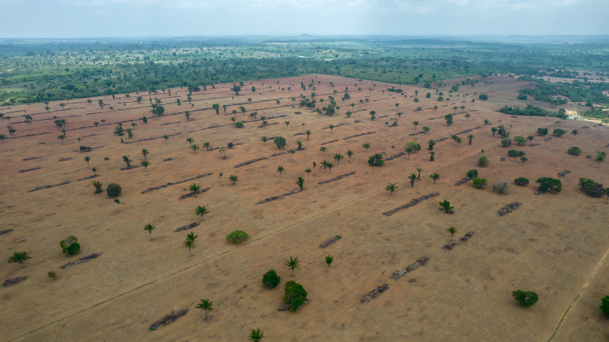 Aerial view of a dry, cleared patch of forest, sparsely dotted with a few trees.