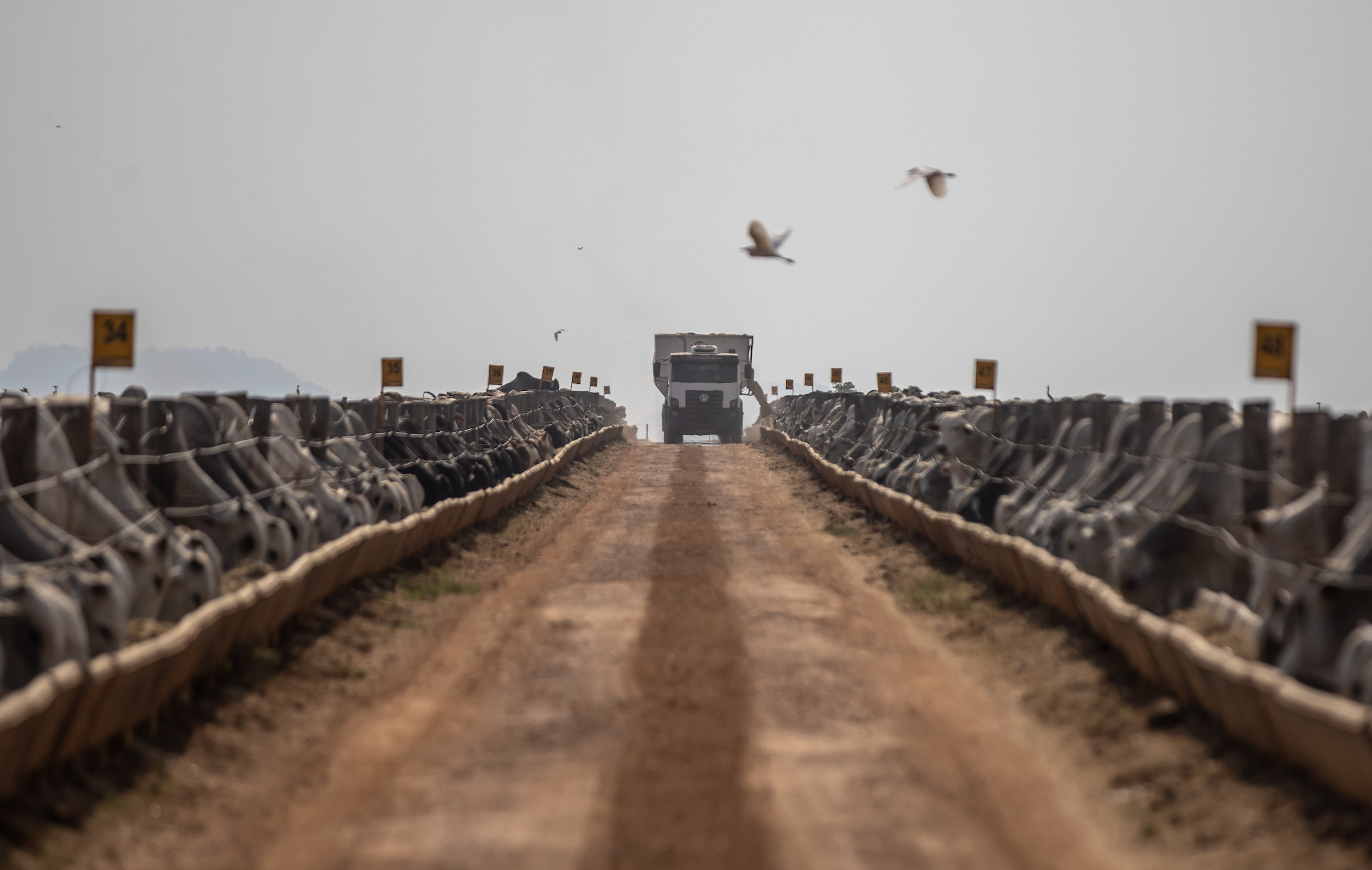 View down the center of a dusty dirt road, a medium-sized white truck directly ahead. Tight rows of cattle feed from troughs on either side.